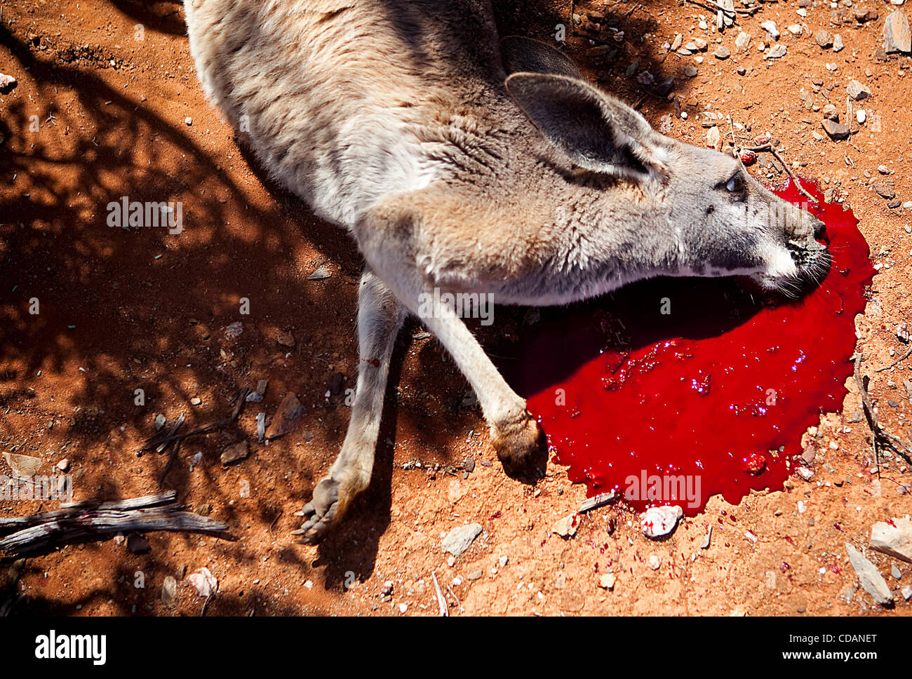 A recently-shot grey kangaroo lies in the dirt ready to be picked up by an Aboriginal hunter.  Kangaroos have long been a staple food for Indigenous Australians and are considered to be a lean and healthy meat.  Research has shown that when Indigenous people adhere to a traditional low-fat, high-pro Stock Photo