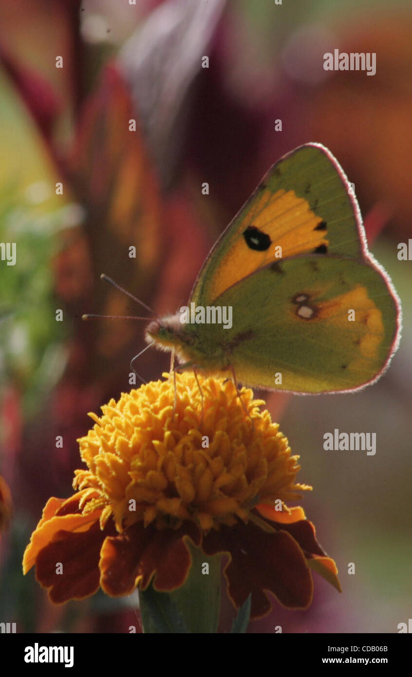 Sep 20, 2010 - Srinagar, Kashmir, India - A butterfly sips sweet liquid from a flower at a park in Srinagar, the summer captial Indian Kasahmir..(Credit Image: © Altaf Zargar/ZUMApress.com) Stock Photo