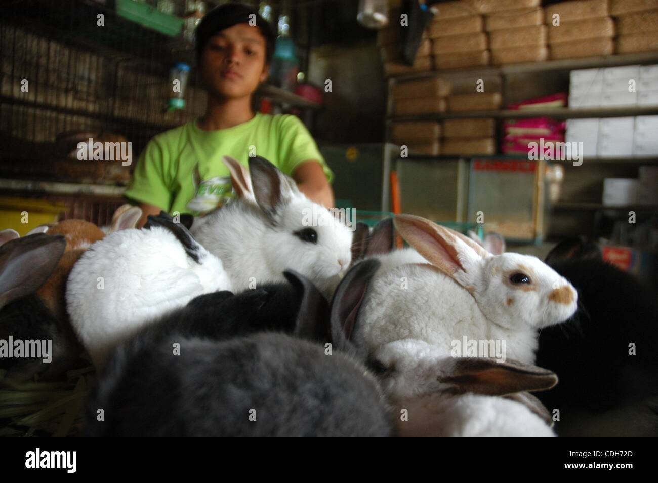 Jan 30, 2011 - Jakarta, Indonesia - A pet vendor sells rabbits ahead of ...