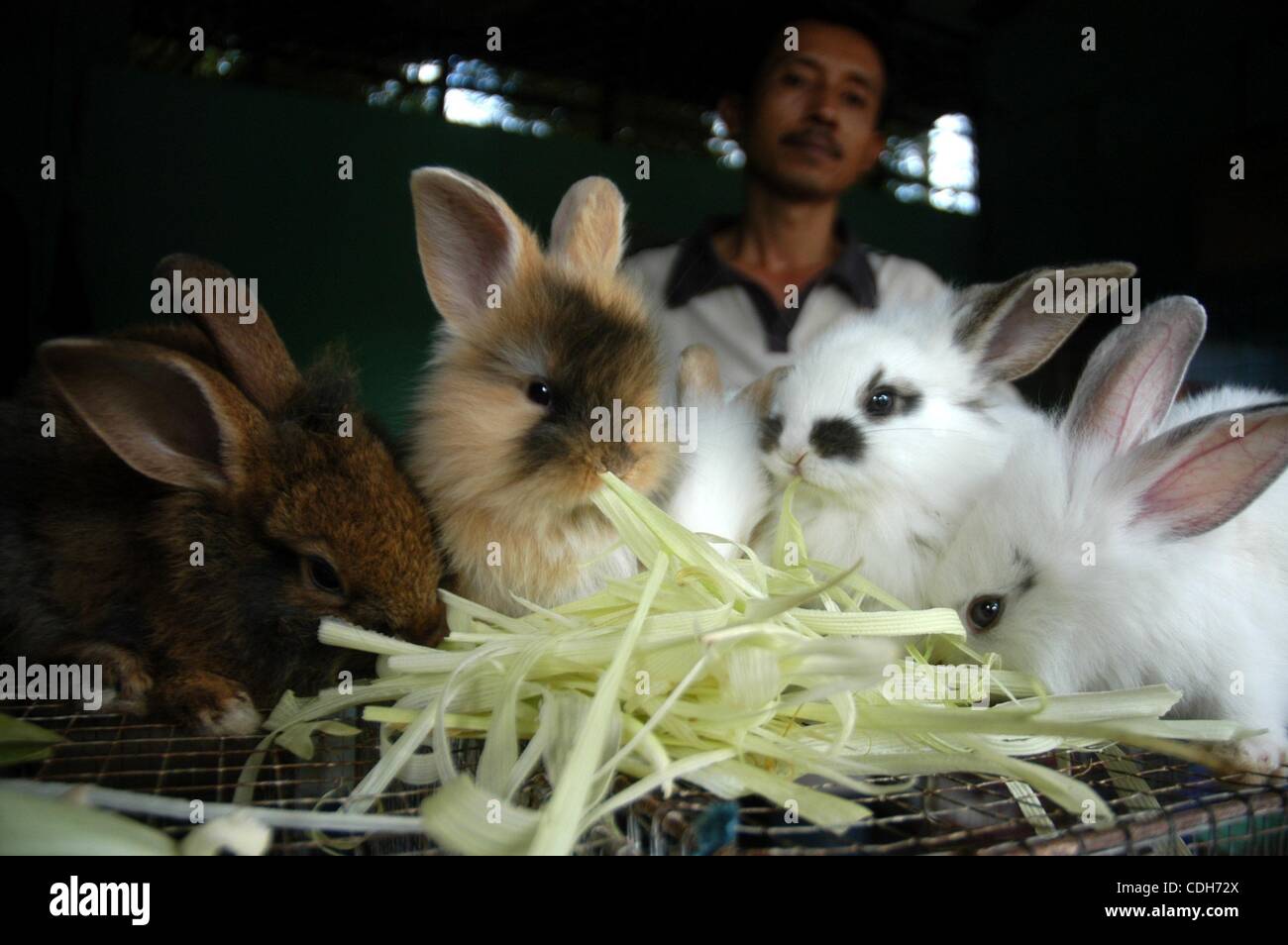 Jan 30, 2011 - Jakarta, Indonesia - A pet vendor sells rabbits ahead of ...