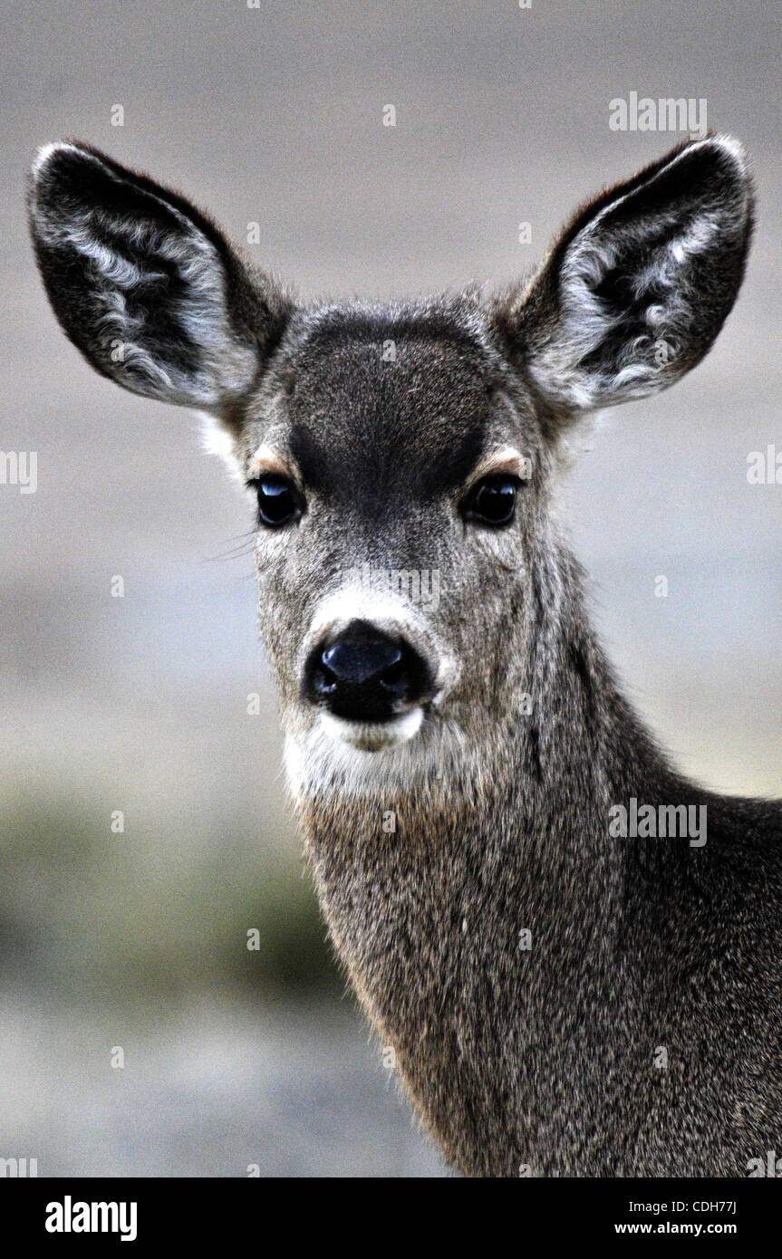 A deer roams in the Klamath Falls National Wildlife Refuge in Klamath