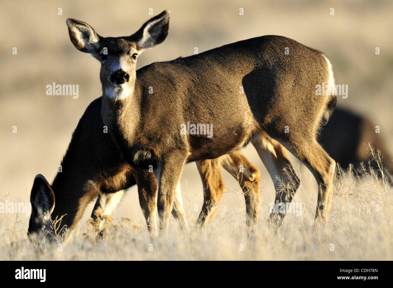 Deer roam in the Klamath Falls National Wildlife Refuge in Klamath