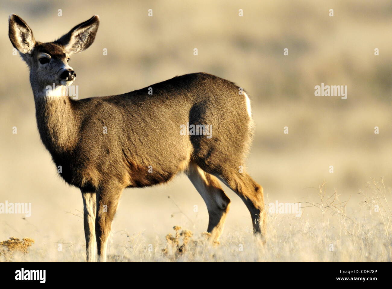 A deer roams in the Klamath Falls National Wildlife Refuge in Klamath
