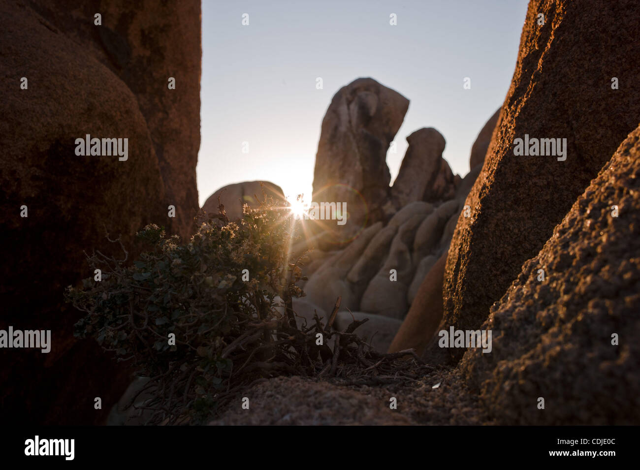 Feb. 24, 2011 - Joshua Tree National Park, California, U.S. - The late afternoon sun illuminates the surface of White Tank Quartz Monzogranite boulders near White Tank campground in the Sonoran (Colorado) Desert. (Credit Image: © Jakob Michael Berr/ZUMAPRESS.com) Stock Photo