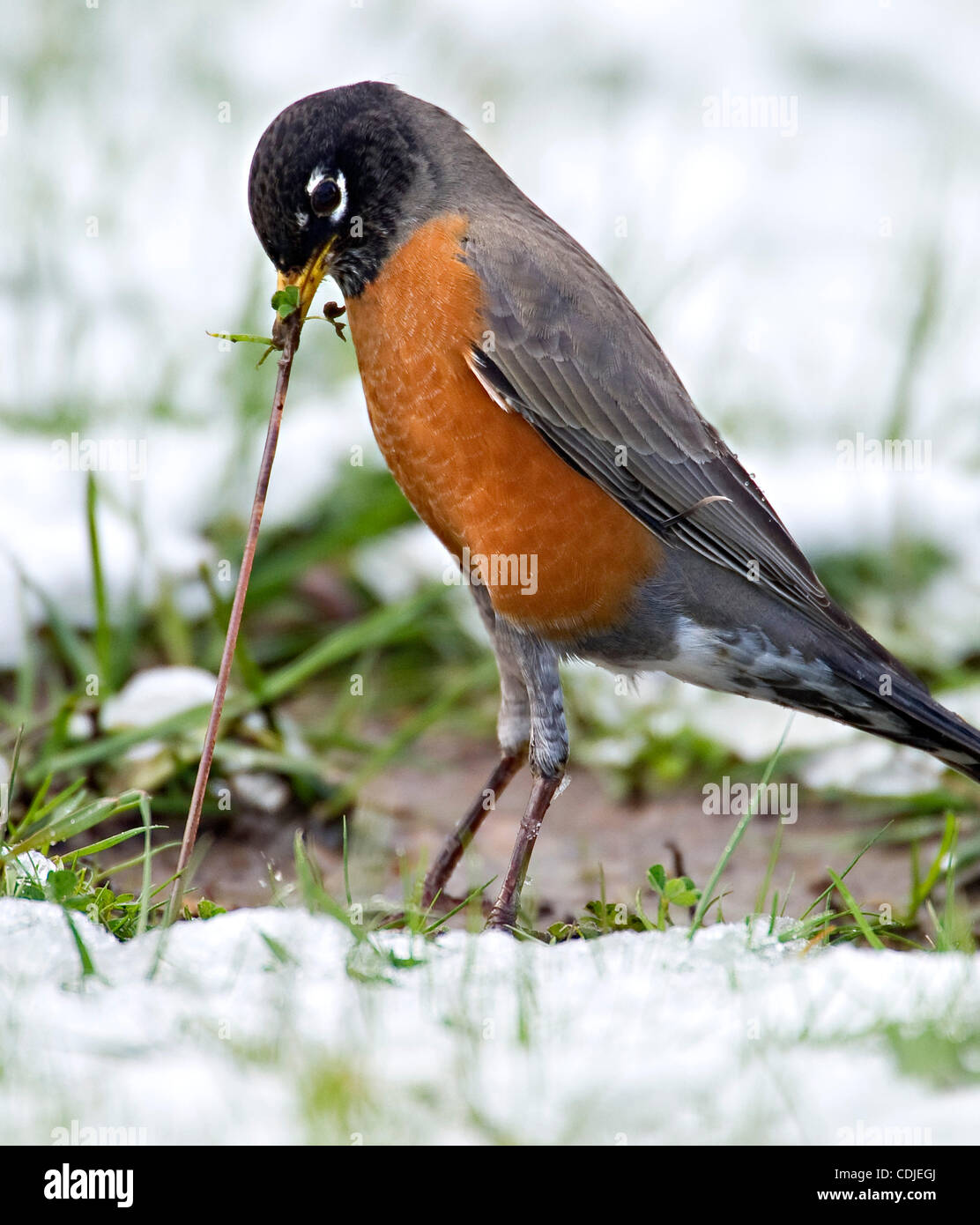 Feb. 24, 2011 - Roseburg, Oregon, U.S - An American robin pulls a juicy ...