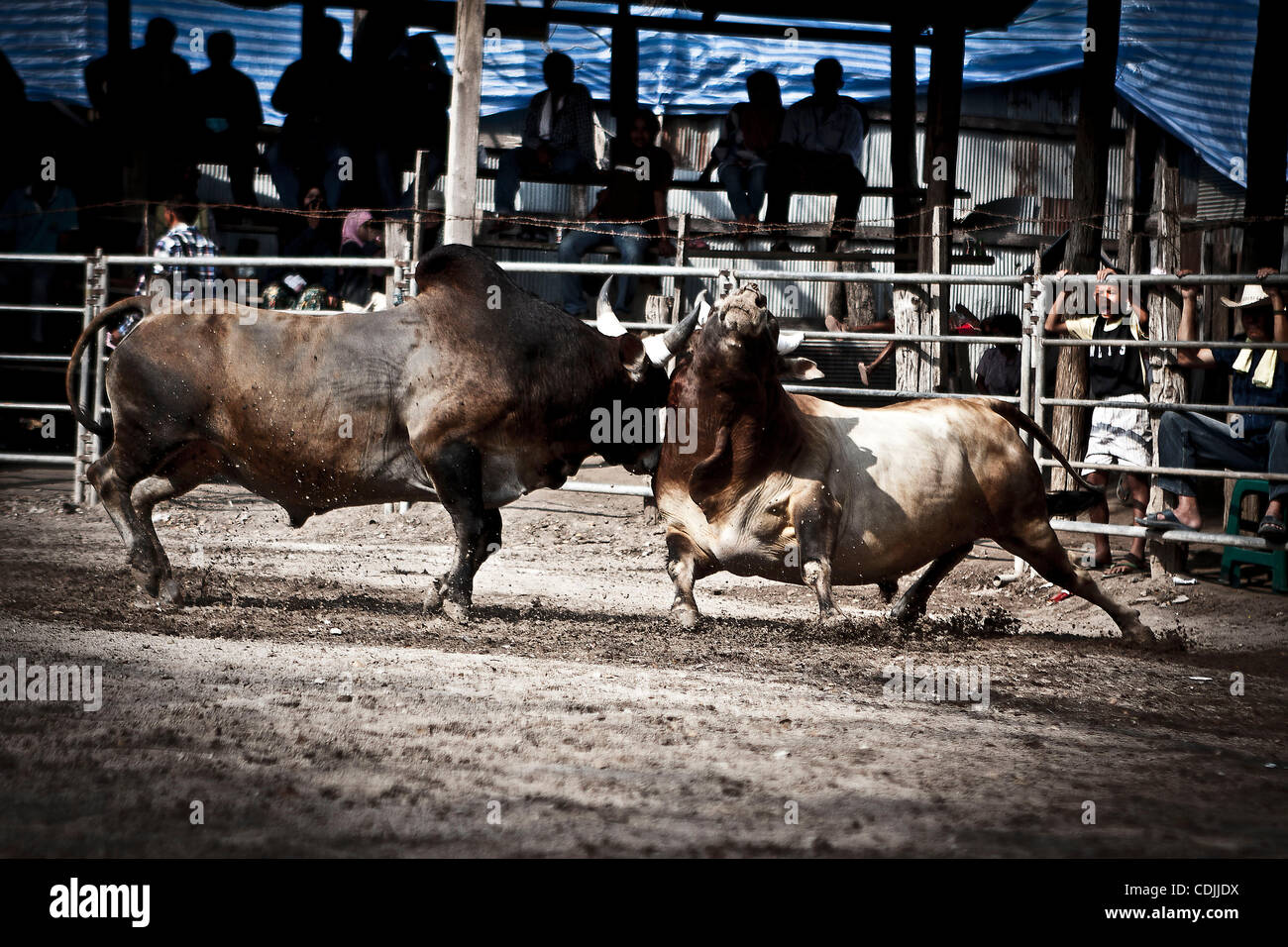 A rugged encounter which usually is ending among blood and loudy ...