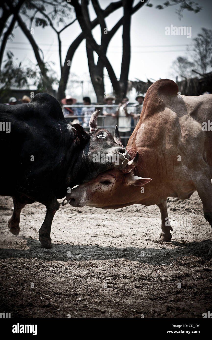 A rugged encounter which usually is ending among blood and loudy ...
