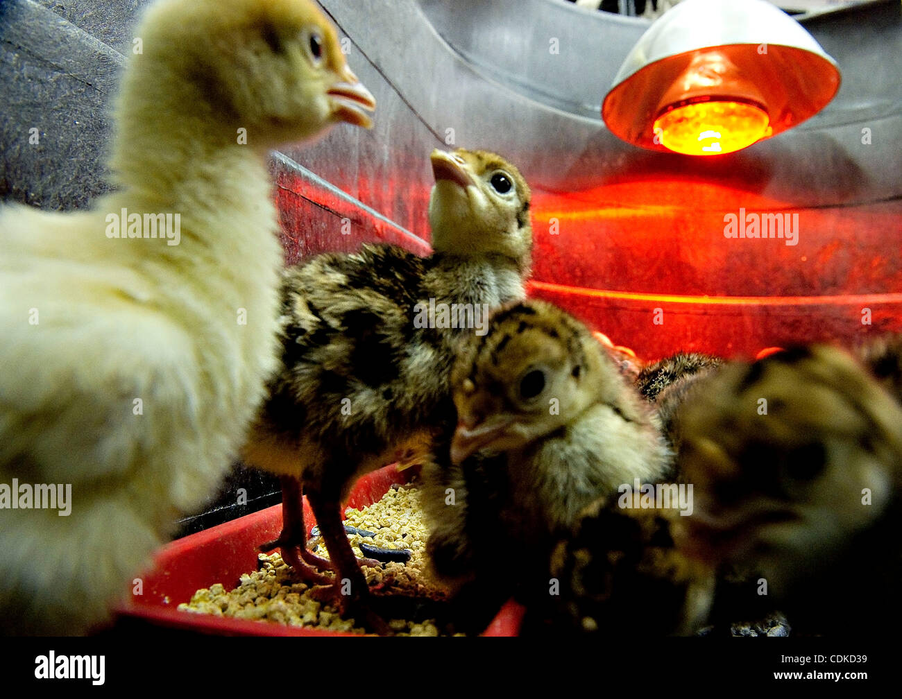 Chicken Under Heat Lamp High Resolution Stock Photography and Images