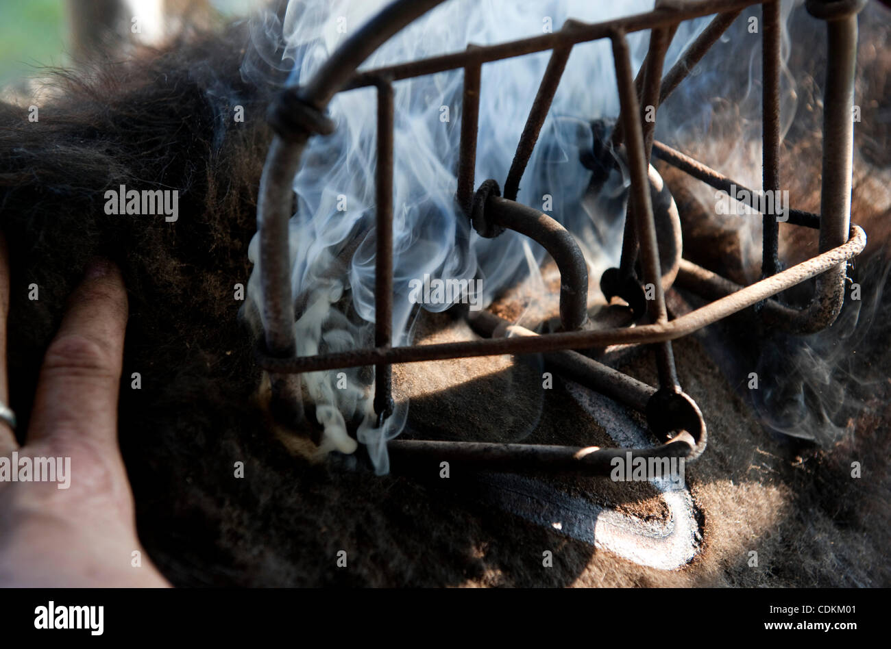 Mar. 22, 2011 Glide, Oregon, U.S Smoke rises as DAN HATFIELD brands