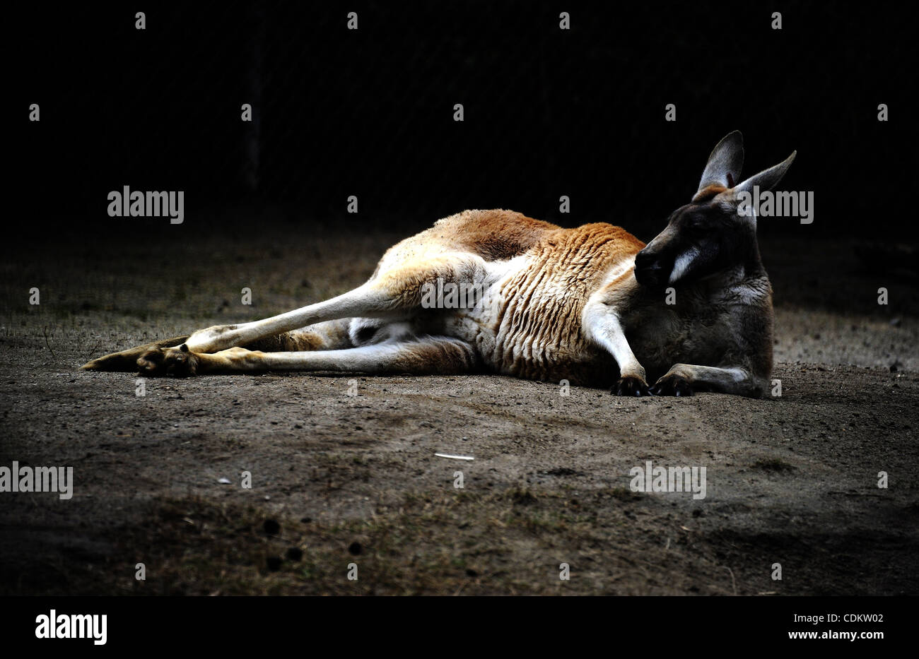 A Kangaroo at the Fresno Chaffey Zoo in Fresno,CA. on March 26, 2011