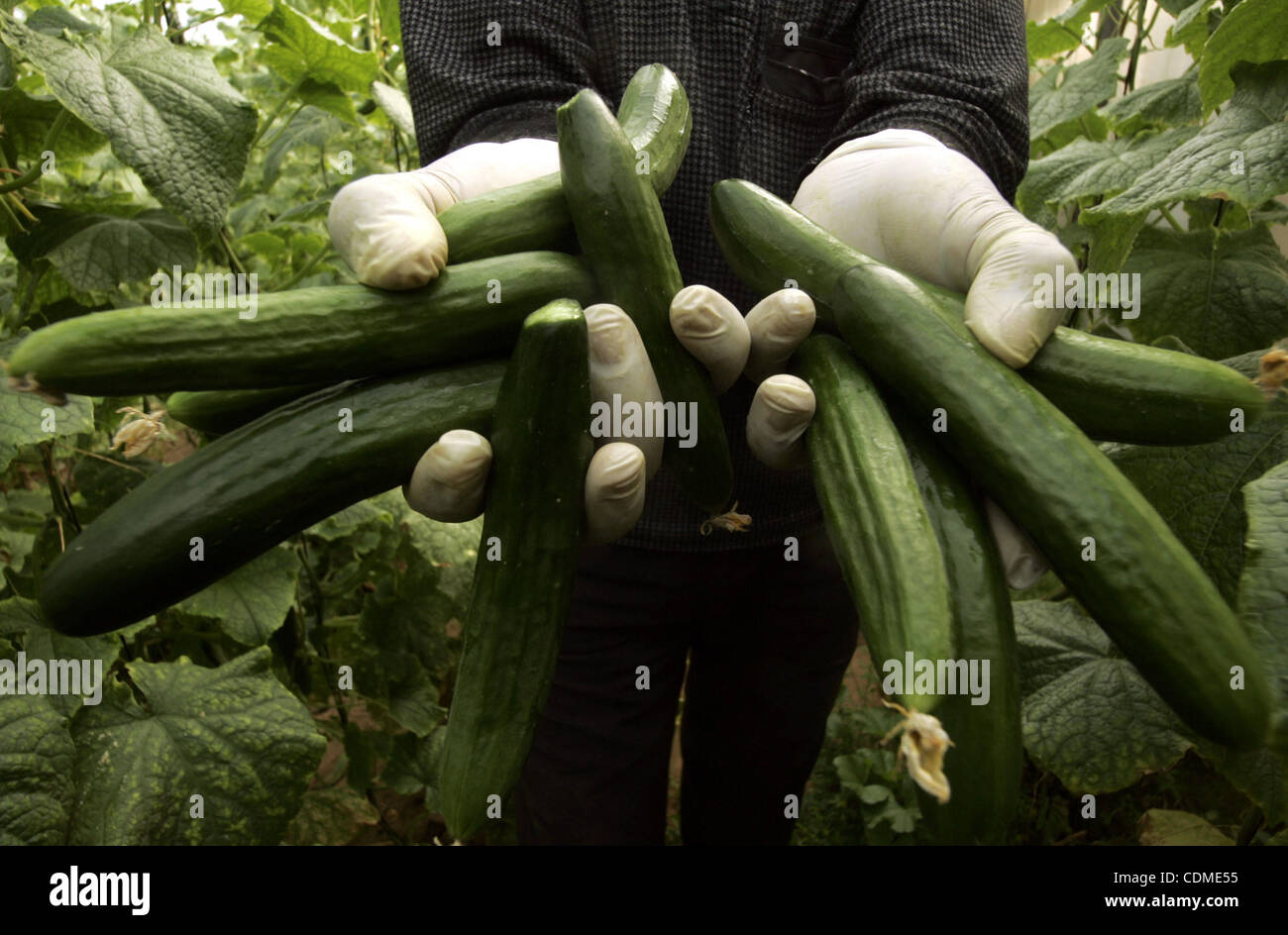 A Palestinian farmer harvests cucumber from his farm in Rafah, southern Gaza Strip on April 11, 2011. Gaza's farmers are entering their fifth year of export restrictions, imposed by Israel after the Islamic Hamas party took control of the impoverished strip. Photo by Abed Rahim Khatib Stock Photo