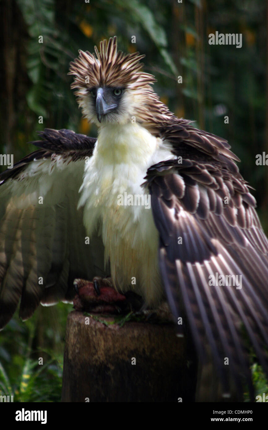 Apr 09, 2011 - Davao, Philippines - Scout Binay, a seven-year old endangered Philippine Eagle (aka Philippine monkey-eating eagle) named after Philippine Vice President Jejomar Binay, in the forest preservation of the Philippine Eagle Foundation in the southern city of Davao. The foundation breeding Stock Photo