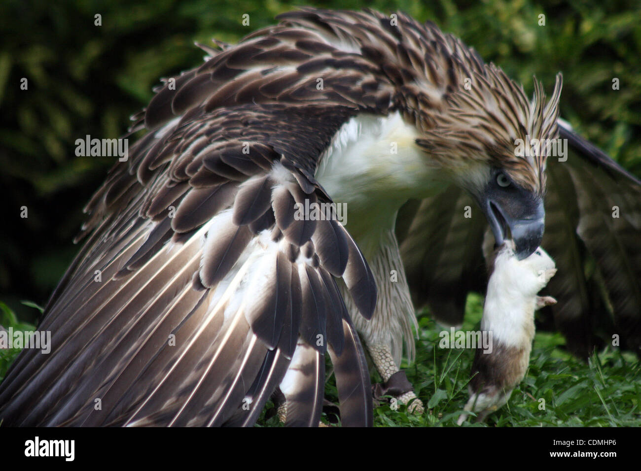 Philippine Eagle Hunting Monkey