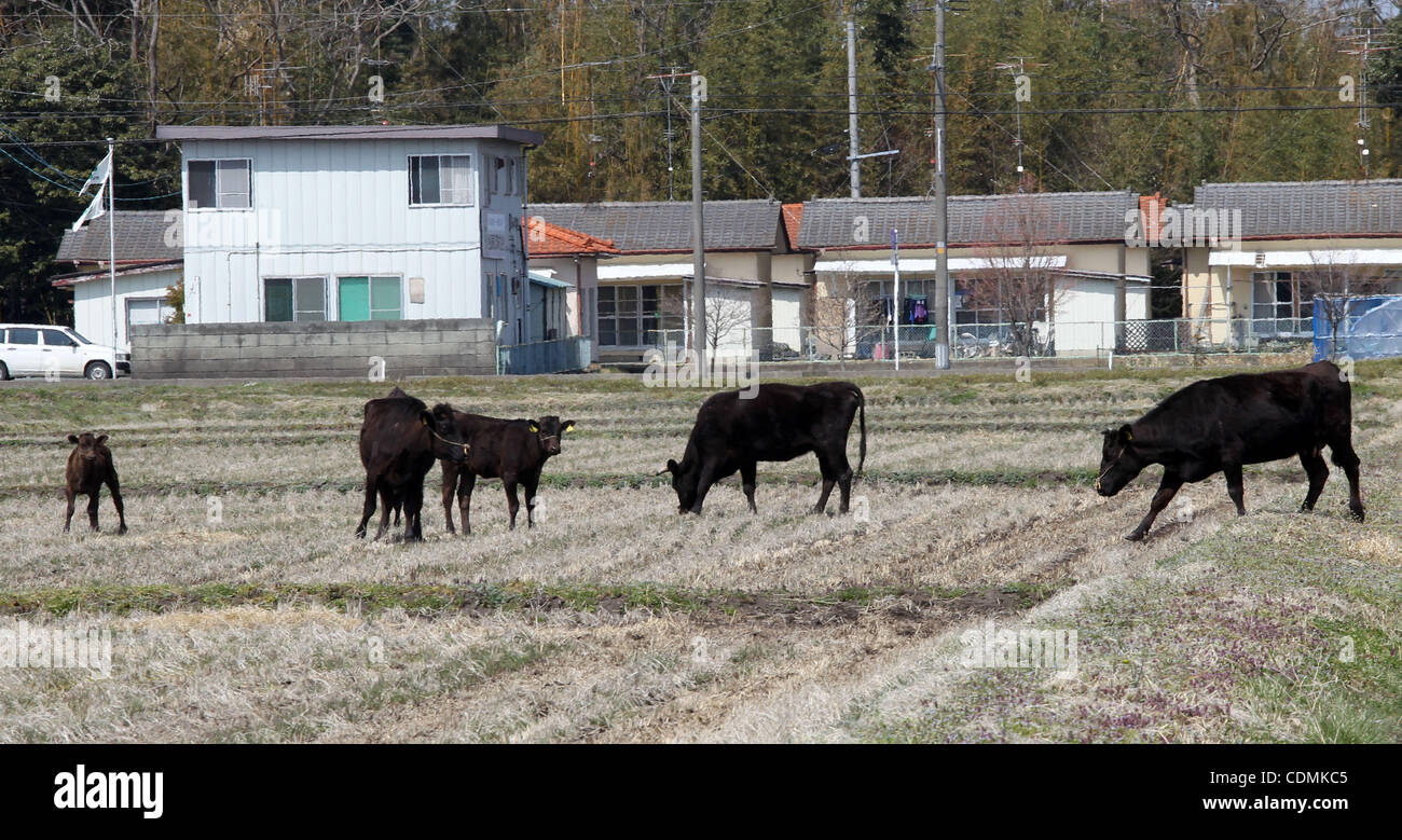 Apr. 10, 2011 - Futaba, Japan - Abandoned cows are stand within the exclusion zone in Namie-Machi, Fukushima Prefecture, Japan. The Japanese Government announced of expanding evacuation areas, Iitate and Kawamata in Fukushima Prefecture and urged the people living in 2 villages to move out in a mont Stock Photo