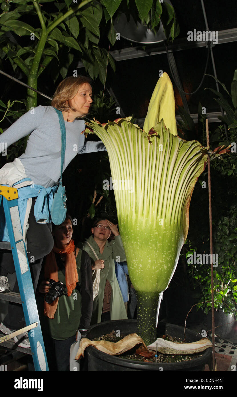 June 9, 2011 - Seattle, Washington, U.S. - PAULA HARPER-CHRISTENSEN leans in to gets a better smell of a blooming corpse flower (Amorphophallus titanum) at the University of Washington (UW) botany greenhouse.  The night blooming corpse flower gets its nickname from the strong stench likened to rotti Stock Photo