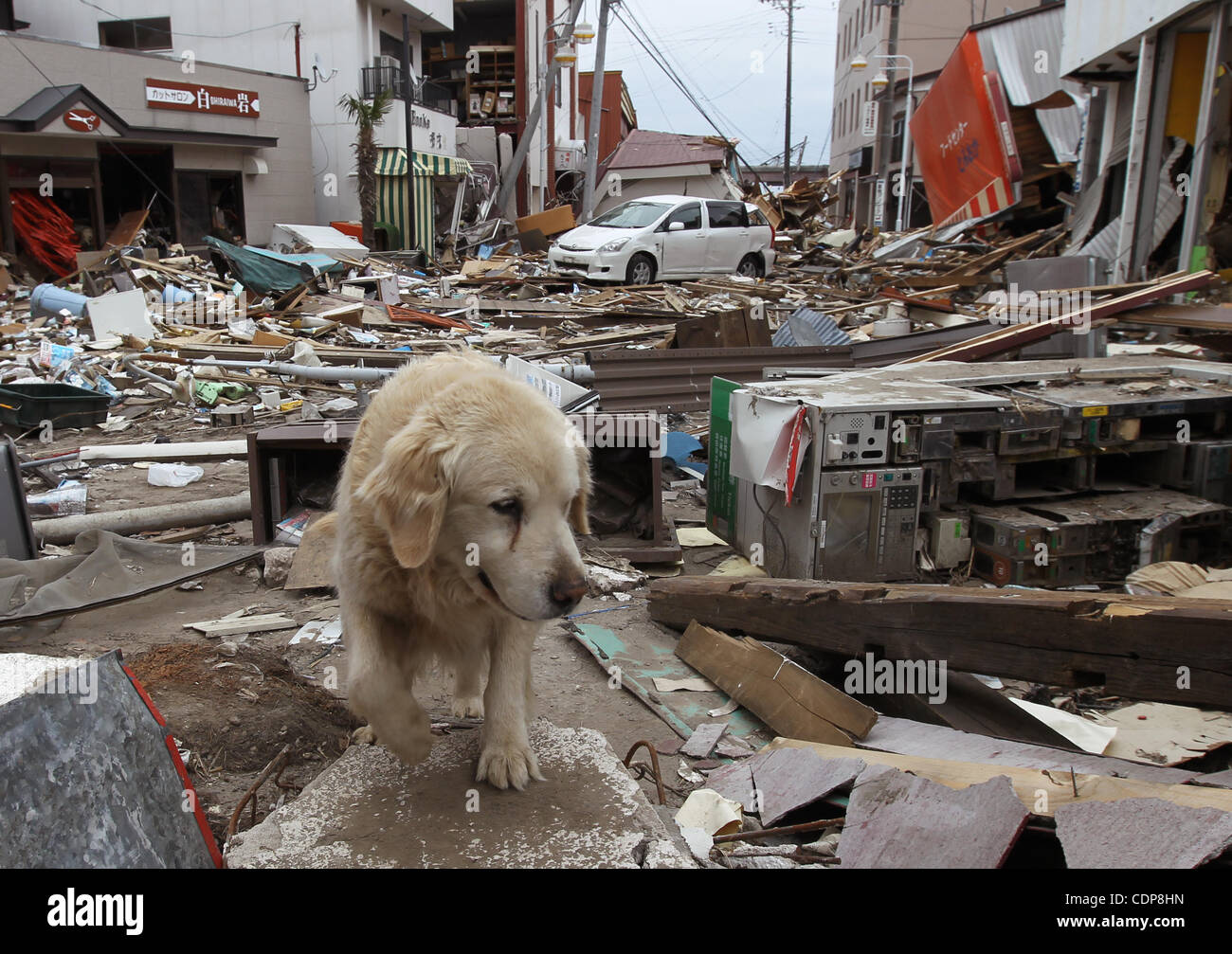 Apr. 18, 2011 - Tomioka, Japan - A dog walks on the exclusion zone in Tomioka-town, Fukushima Prefecture, Japan. The Japanese Government has set up a policy to appoint certain area within the distance of 20 km from the Fukushima Daiichi nuclear power plant as ''Caution Zone'' and make it roped-off a Stock Photo