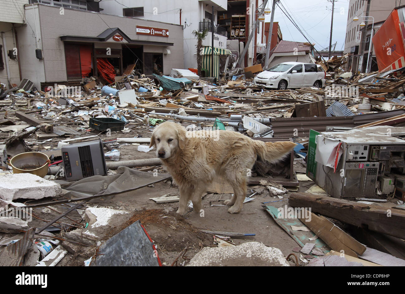 Apr. 18, 2011 - Tomioka, Japan - A dog walks on the exclusion zone in Tomioka-town, Fukushima Prefecture, Japan. The Japanese Government has set up a policy to appoint certain area within the distance of 20 km from the Fukushima Daiichi nuclear power plant as ''Caution Zone'' and make it roped-off a Stock Photo