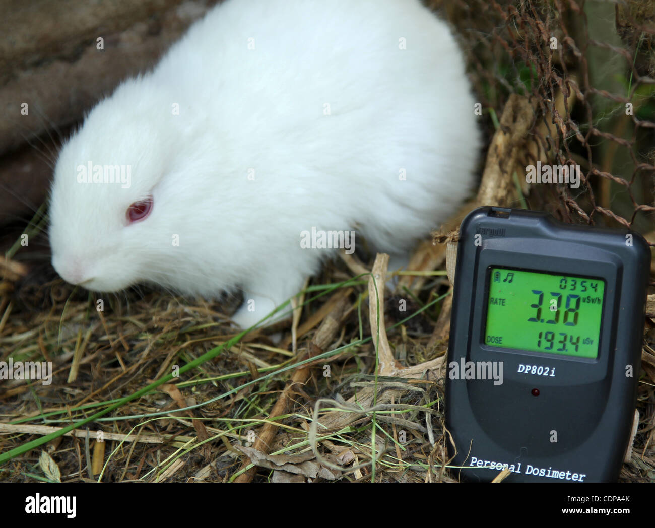June 4, 2011 - Fukushima, Japan - A new-born rabbit without ears is seen in Namie City which is located just outside the 30km exclusion zone of the Fukushima Daiichi nuclear power station in Fukushima Prefecture, Japan. The owner of the rabbit Yuko Sugimoto, 56-year-old, found the rabbit born withou Stock Photo