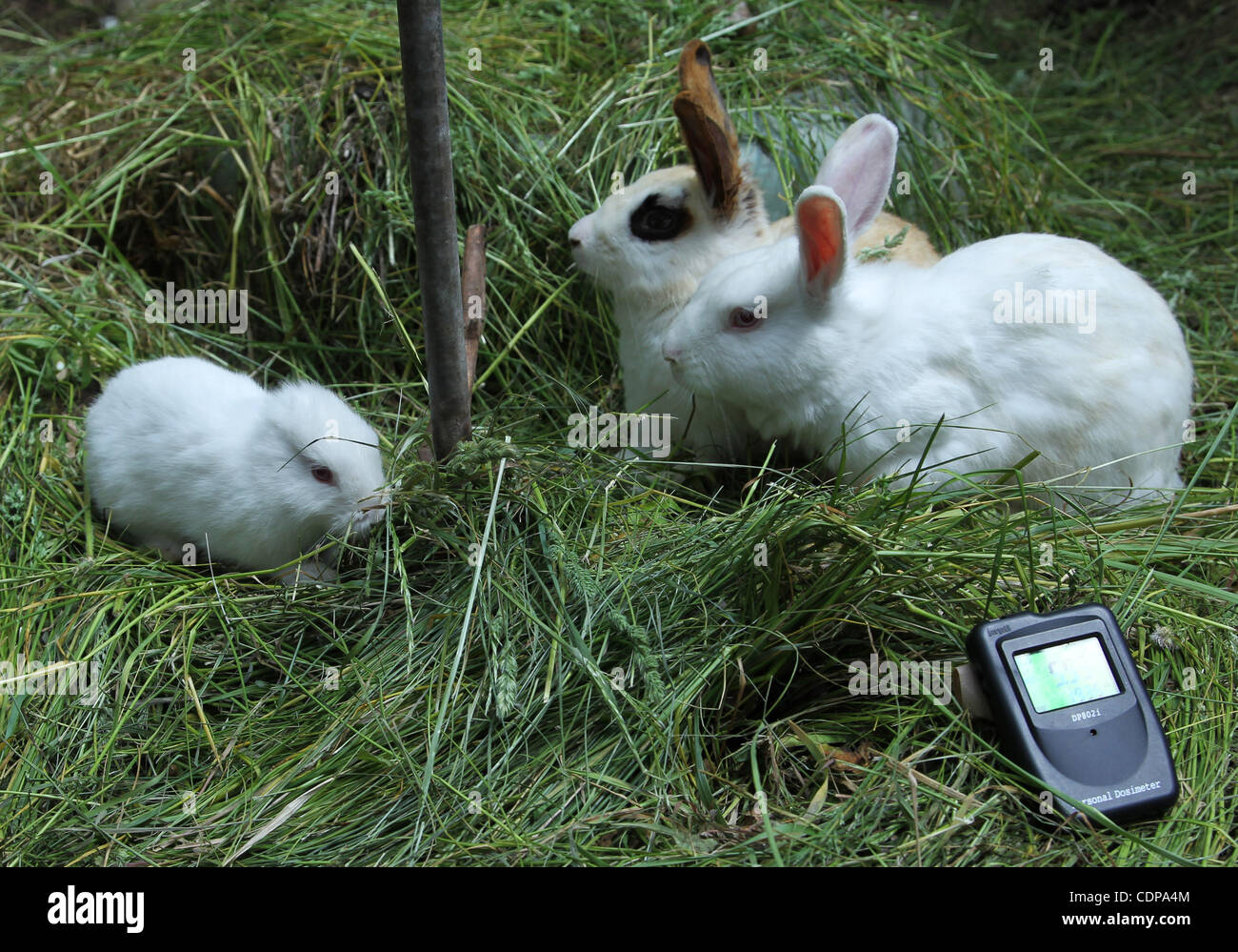 June 4, 2011 - Fukushima, Japan - A new-born rabbit without ears is seen in Namie City which is located just outside the 30km exclusion zone of the Fukushima Daiichi nuclear power station in Fukushima Prefecture, Japan. The owner of the rabbit Yuko Sugimoto, 56-year-old, found the rabbit born withou Stock Photo
