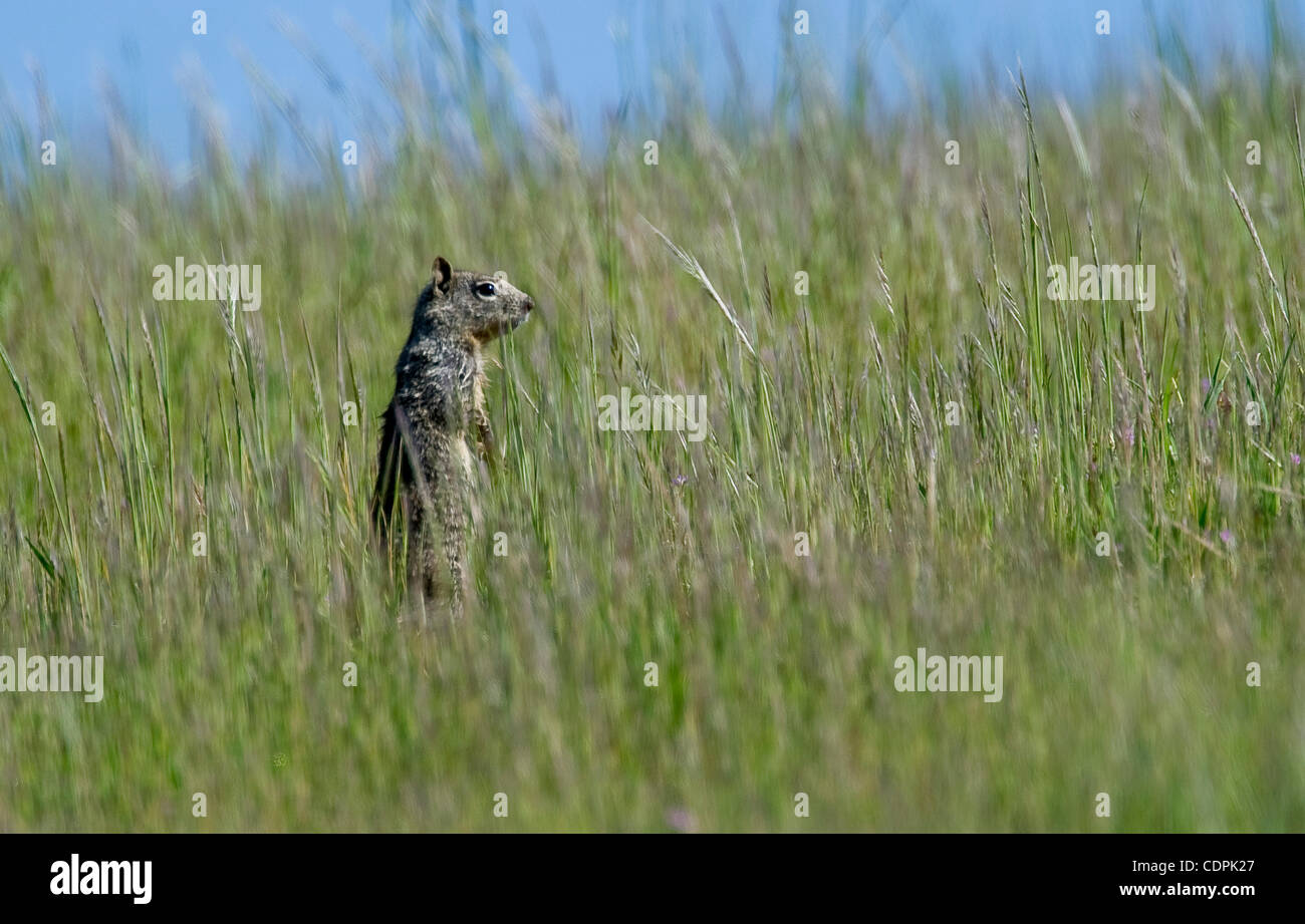 Oregon gray squirrel hires stock photography and images Alamy
