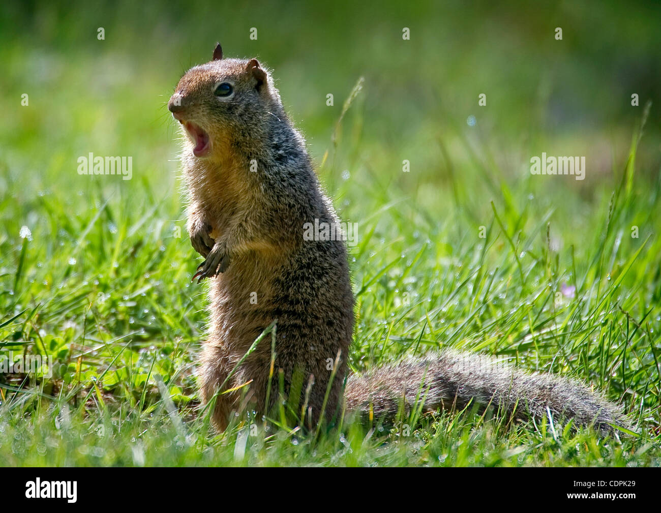 Oregon gray squirrel hires stock photography and images Alamy
