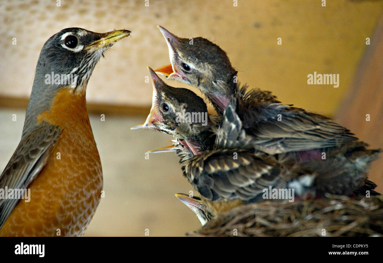 May 20, 2011 - Roseburg, Oregon, U.S - An American robin feeds her hungry young in a nest built in the rafters of a picnic shelter at River Forks Park near Roseburg.  The nest contained four of the nearly grown younsters. (Credit Image: © Robin Loznak/ZUMAPRESS.com) Stock Photo