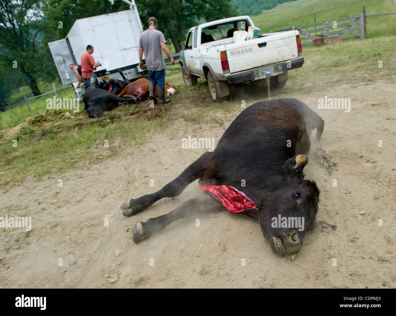 June 22, 2011 - Oakland, Oregon, U.S - Cattle are slaughtered  on a ranch near Oakland. The cattle on the ranch are raised to produce organic, hormone free,  grass-fed beef. According to Nutrition Journal, beef from grass-fed animals has lower levels of unhealthy fats and higher levels of healthy om Stock Photo