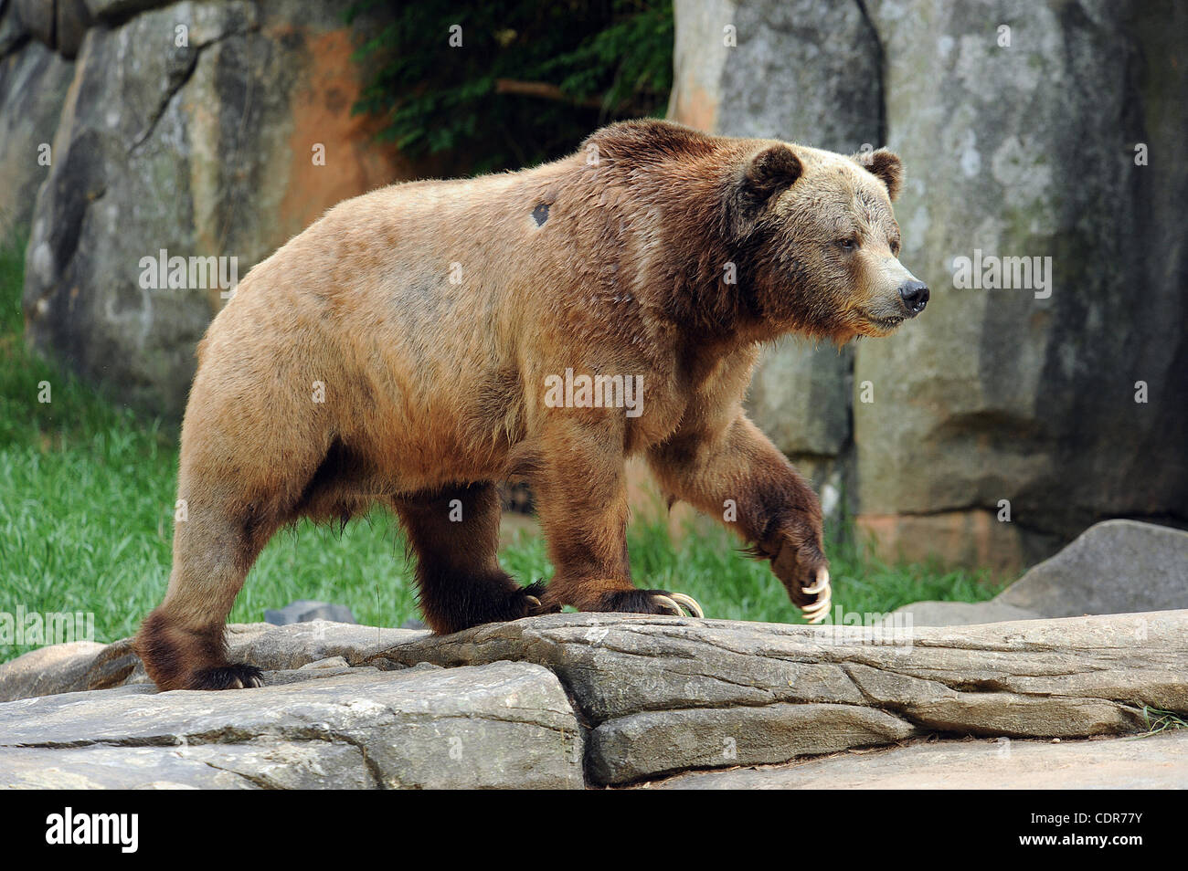 May 29, 2011 - Asheboro, North Carolina; USA - A GRIZZLY BEAR while on ...