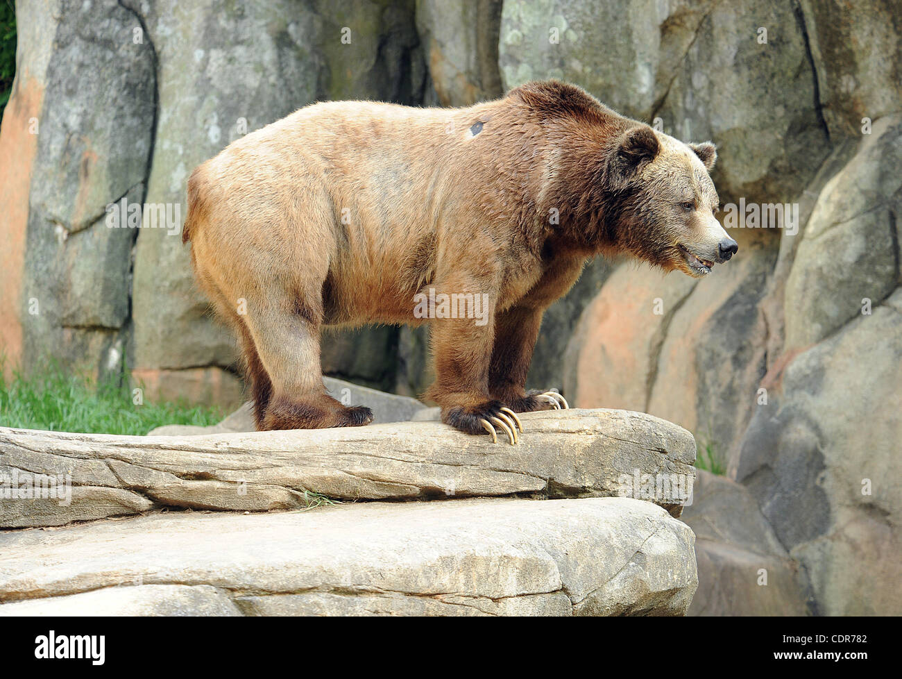 May 29, 2011 - Asheboro, North Carolina; USA - A GRIZZLY BEAR while on ...