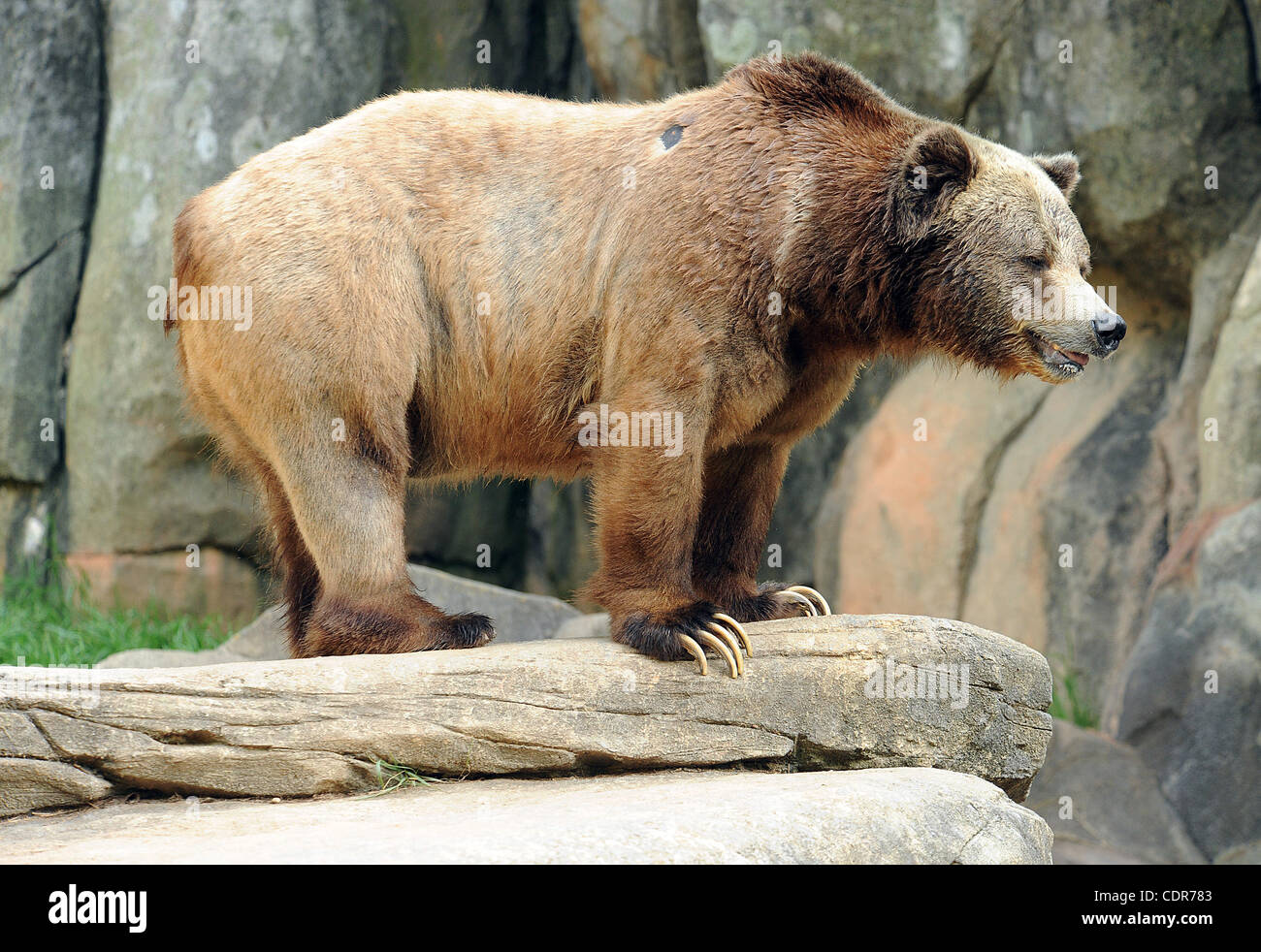May 29, 2011 - Asheboro, North Carolina; USA - A GRIZZLY BEAR while on ...