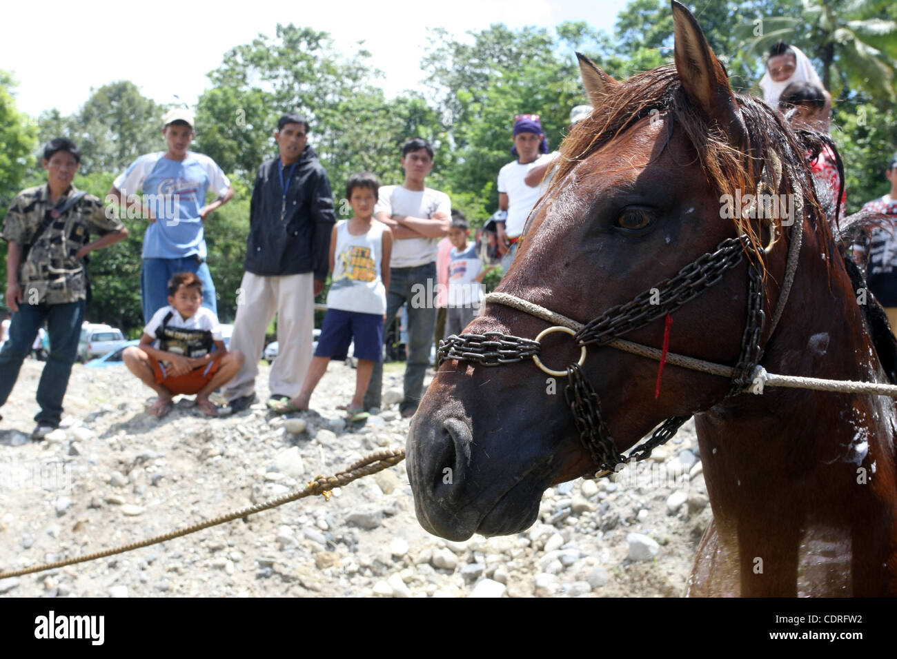 July 14, 2011 - Lake Sebu, Philippines - Locals watch stallion owners bath their horses before engaging in cruel and barbaric horse fighting in Lake Sebu, a small town in the southern Philippines. The event was part of Tnalak Festival of South Cotabato province. Stallions were forced to fight to the Stock Photo