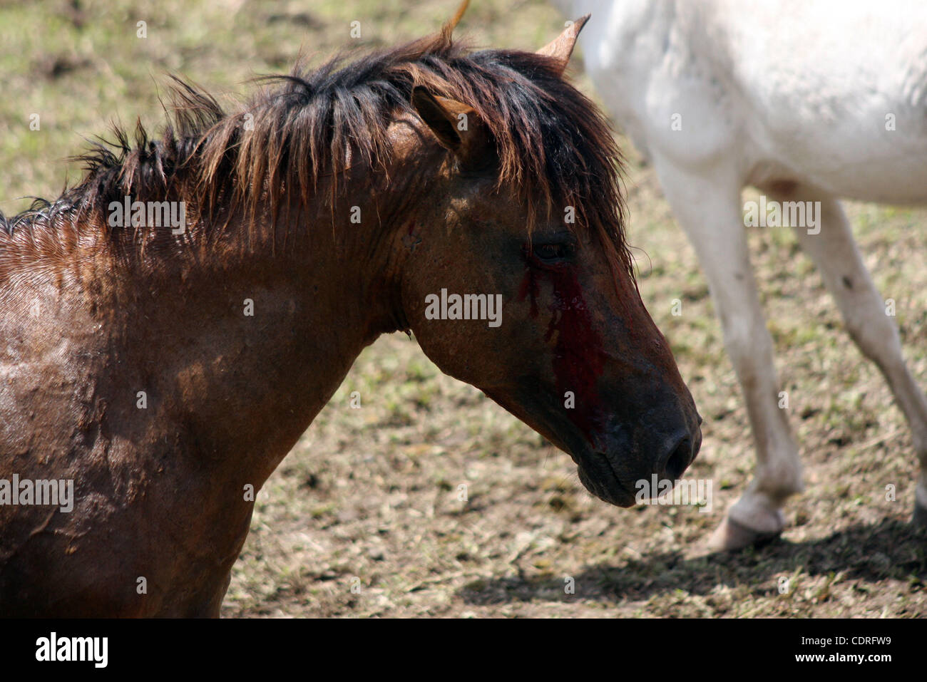 July 14, 2011 - Lake Sebu, Philippines - A wounded stallion after a barbaric horse fight in Lake Sebu, a small town in the southern Philippines. The event was part of Tnalak Festival of South Cotabato province. Stallions were forced to fight to the death. The savagery was banned 13 years ago but sti Stock Photo