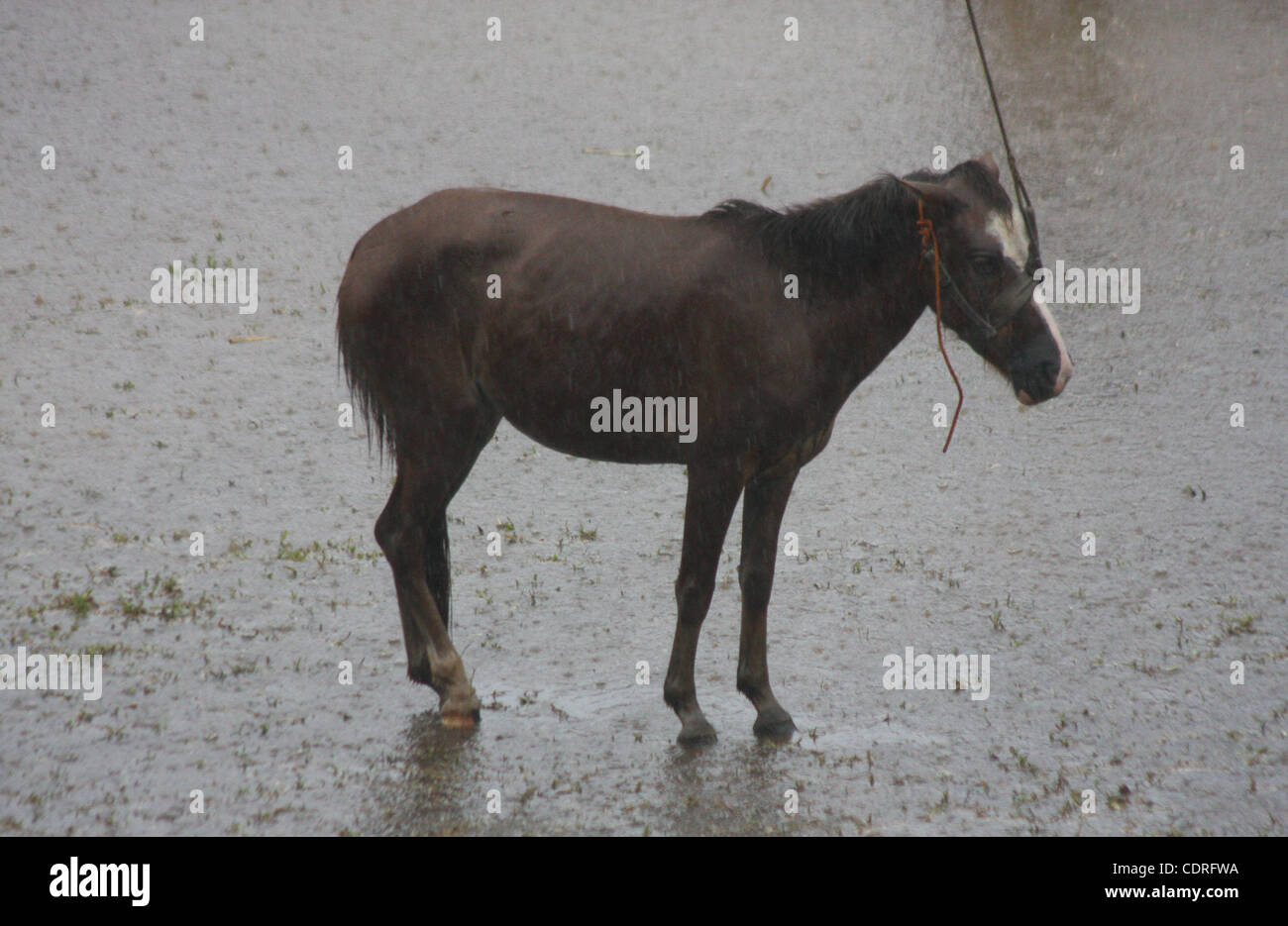 July 14, 2011 - Lake Sebu, Philippines - A female horse stands in pouring rain after horse fighting in Lake Sebu, a small town in the southern Philippines. The event was part of Tnalak Festival of South Cotabato province. Stallions were forced to fight to the death. The savagery was banned 13 years  Stock Photo