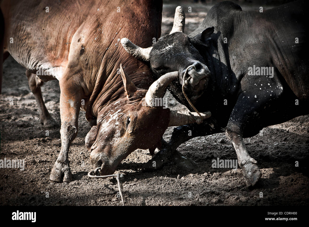 At the training bulls are pushed to fight encourage them using cords to ...