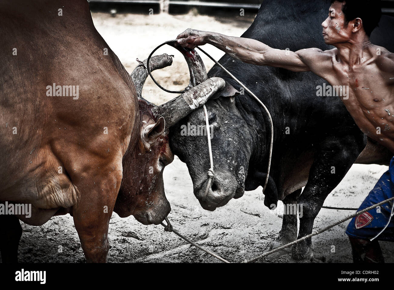 At the training bulls exhausted are pushed to fight encourage them ...