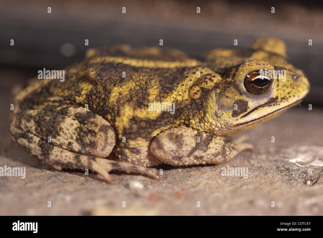 June 1, 2011 - Houston, Texas, U.S. - Woodhouse Toad sits by the edge of a garage door at night. (Credit Image: © Juan DeLeon/Southcreek Global/ZUMAPRESS.com) Stock Photo