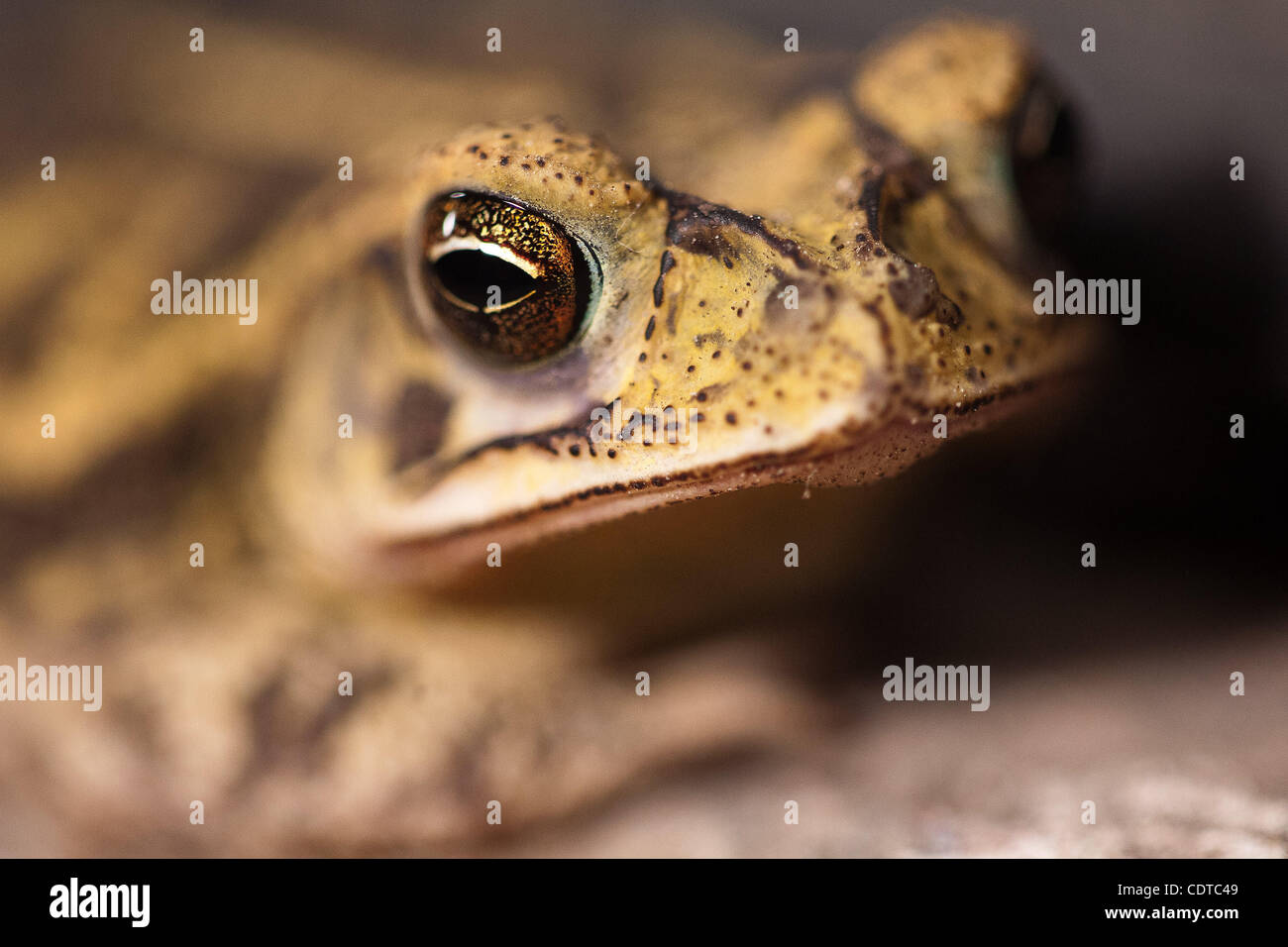 June 1, 2011 - Houston, Texas, U.S. - Woodhouse Toad sits by the edge of a garage door at night. (Credit Image: © Juan DeLeon/Southcreek Global/ZUMAPRESS.com) Stock Photo