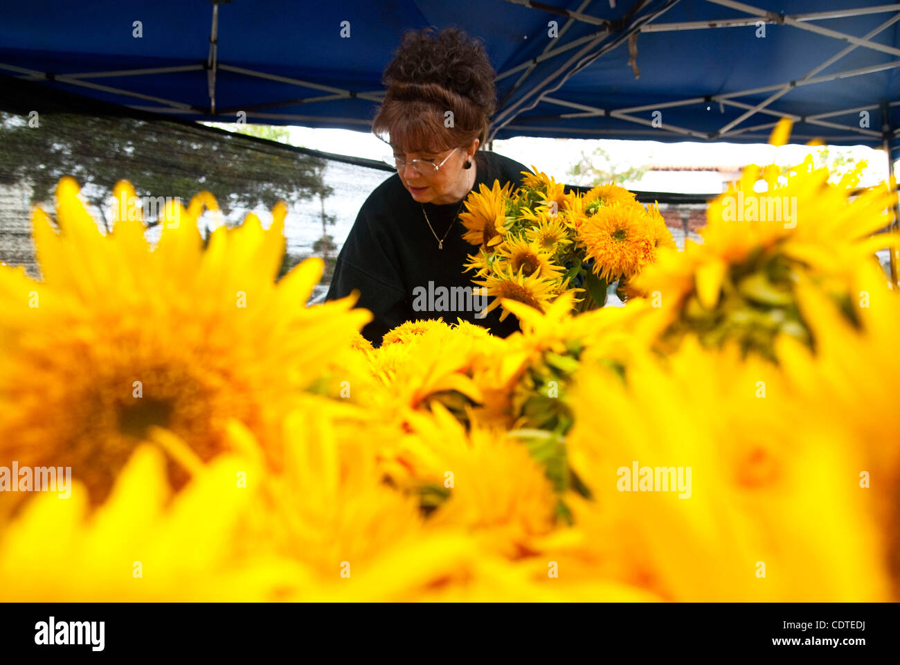 Toms clemente hotsell sunflower