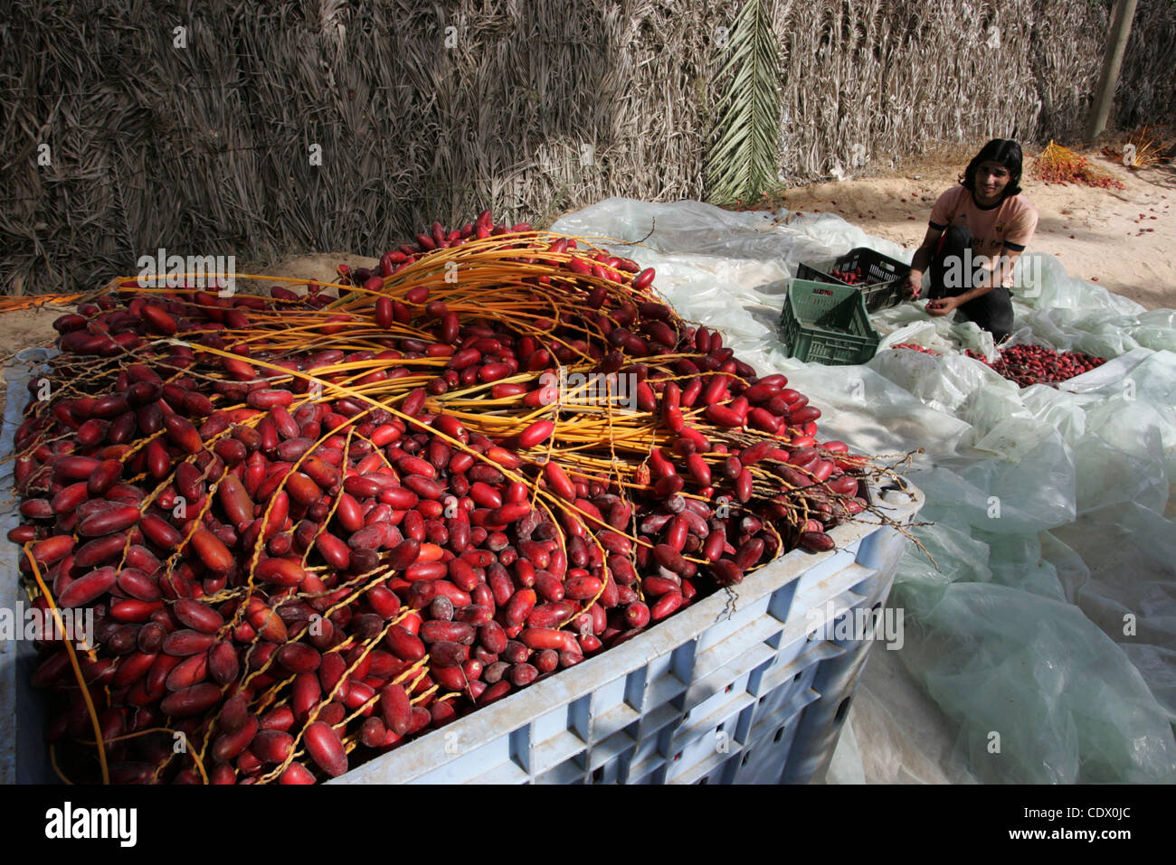 Palestinian farmers gather dates harvested from date palm trees in Khan
