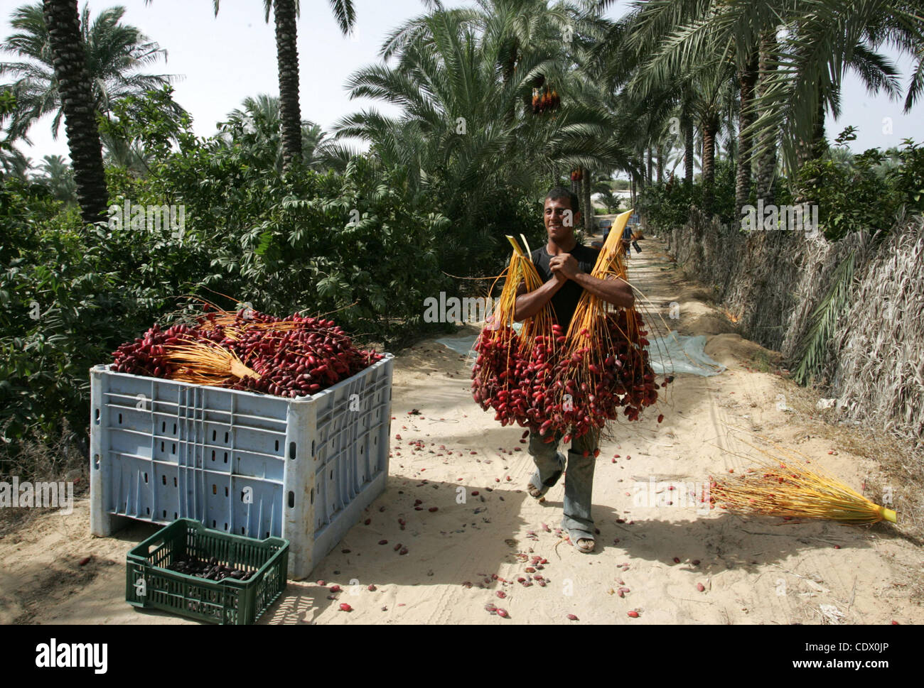Palestinian farmers gather dates harvested from date palm trees in Khan