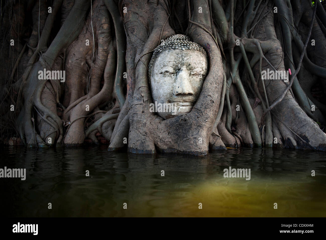 Nov. 10, 2011 Ayutthaya, Bangkok, Thailand A Buddha head wrapped in