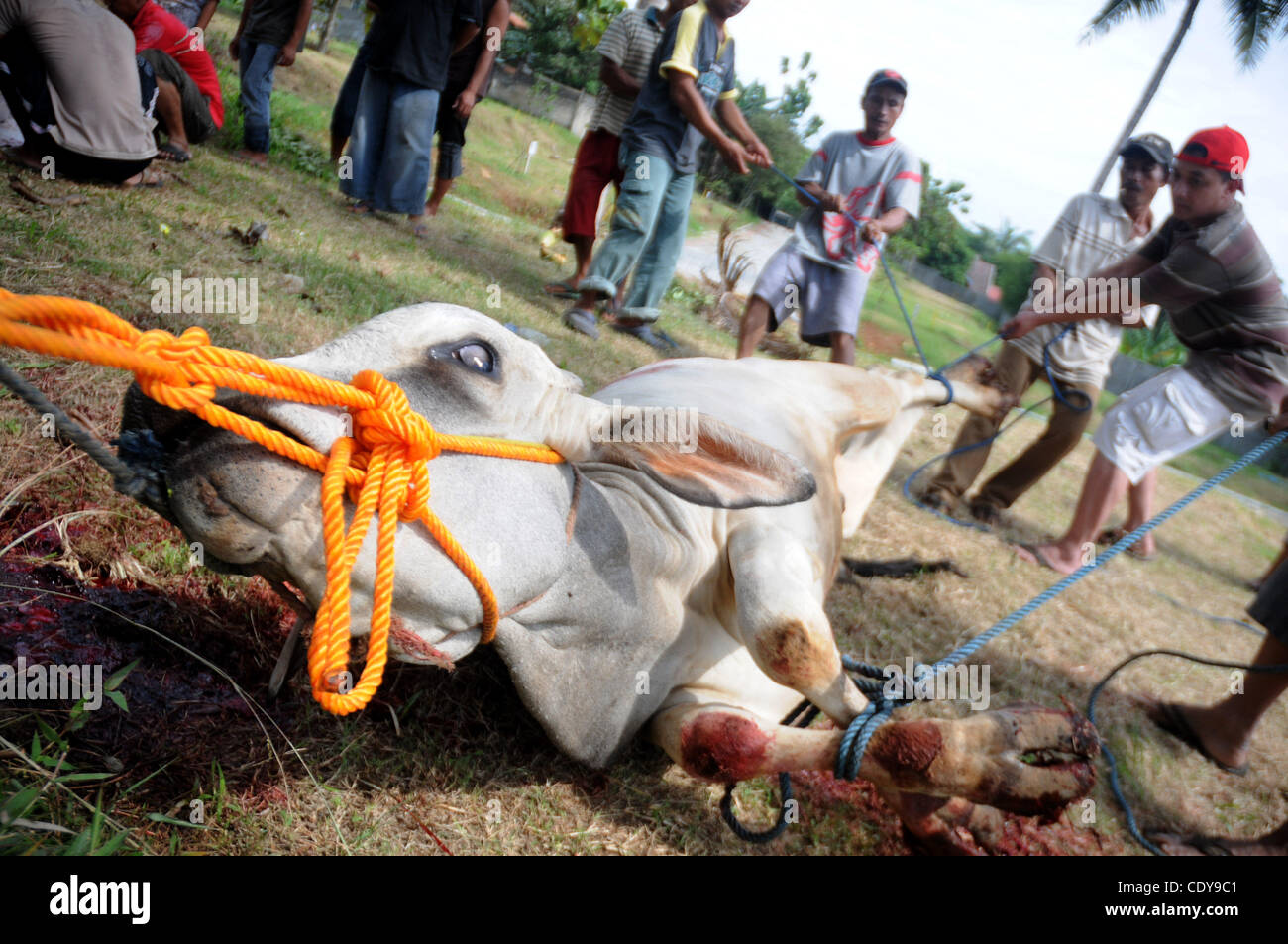Nov. 6, 2011 - Depok, West Java, Indonesia - Indonesian muslims slaughter goats and cows amid recitation of prayers at Al Musabbihuun mosque during the celebration of Eid al-Adha, the feast of sacrifice in Depok, West Java. Islam's second biggest annual festival is celebrated by Muslims worldwide to Stock Photo
