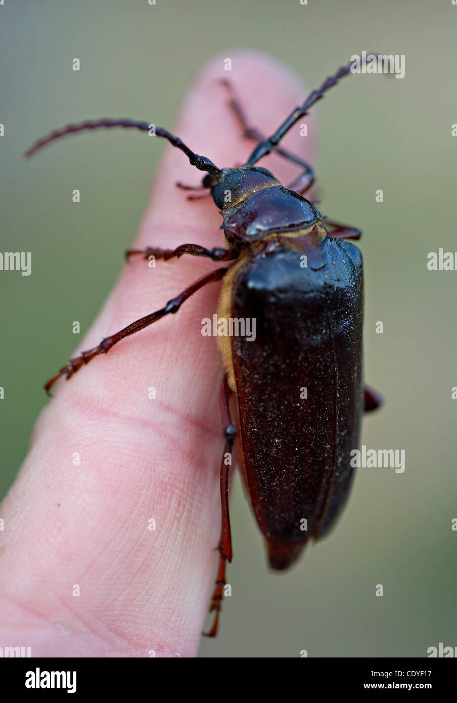 Large Beetles Oregon Pest Information For Oregon | Animal And Plant