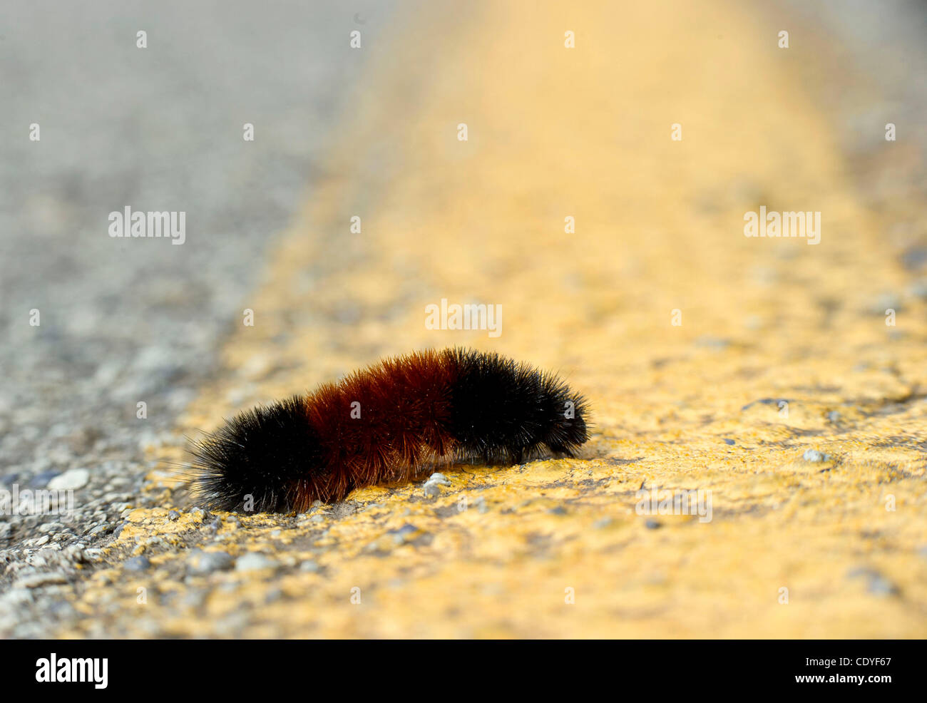 Sept. 17, 2011 Elkton, Oregon, U.S A woolly bear caterpillar