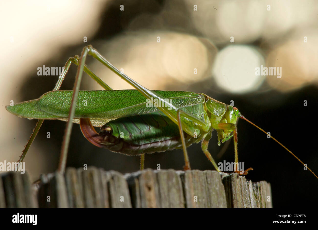 Oct. 11, 2011 - Oakland, Oregon, U.S - A katydid clings to the top of a wooden fencepost along a pasture near Oakland. Katydids, which are also known as long-horned grasshoppers, are actually more closely related to crickets than to grasshoppers. In England they are known as bush crickets. (Credit I Stock Photo