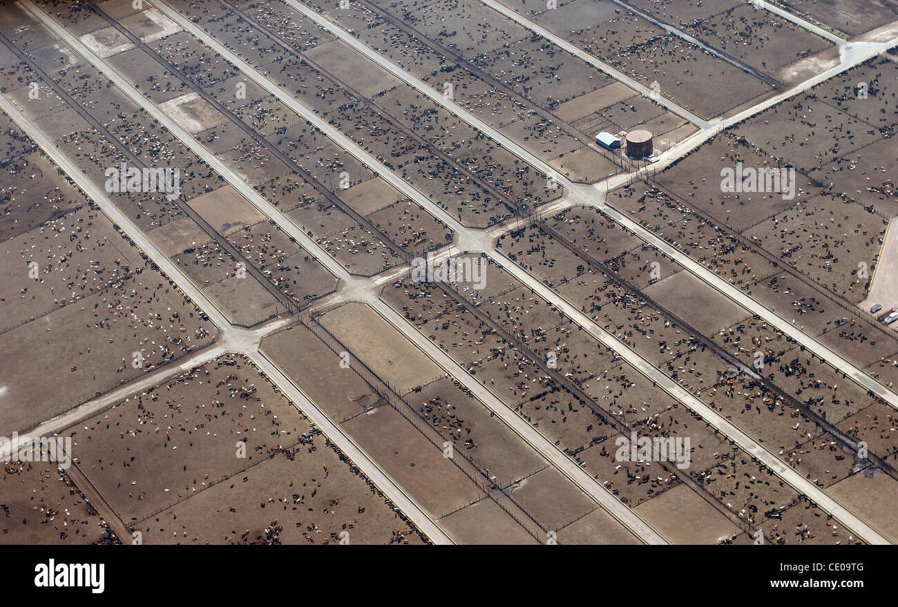 This large cattle feed lot in Lubbock, Texas can hold up to 50,000