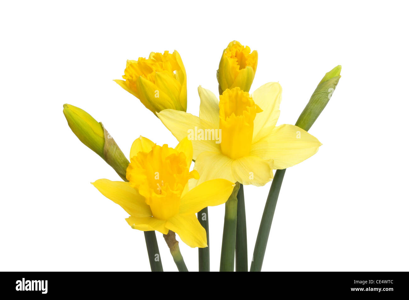 Daffodil flowers and buds isolated against white Stock Photo Alamy