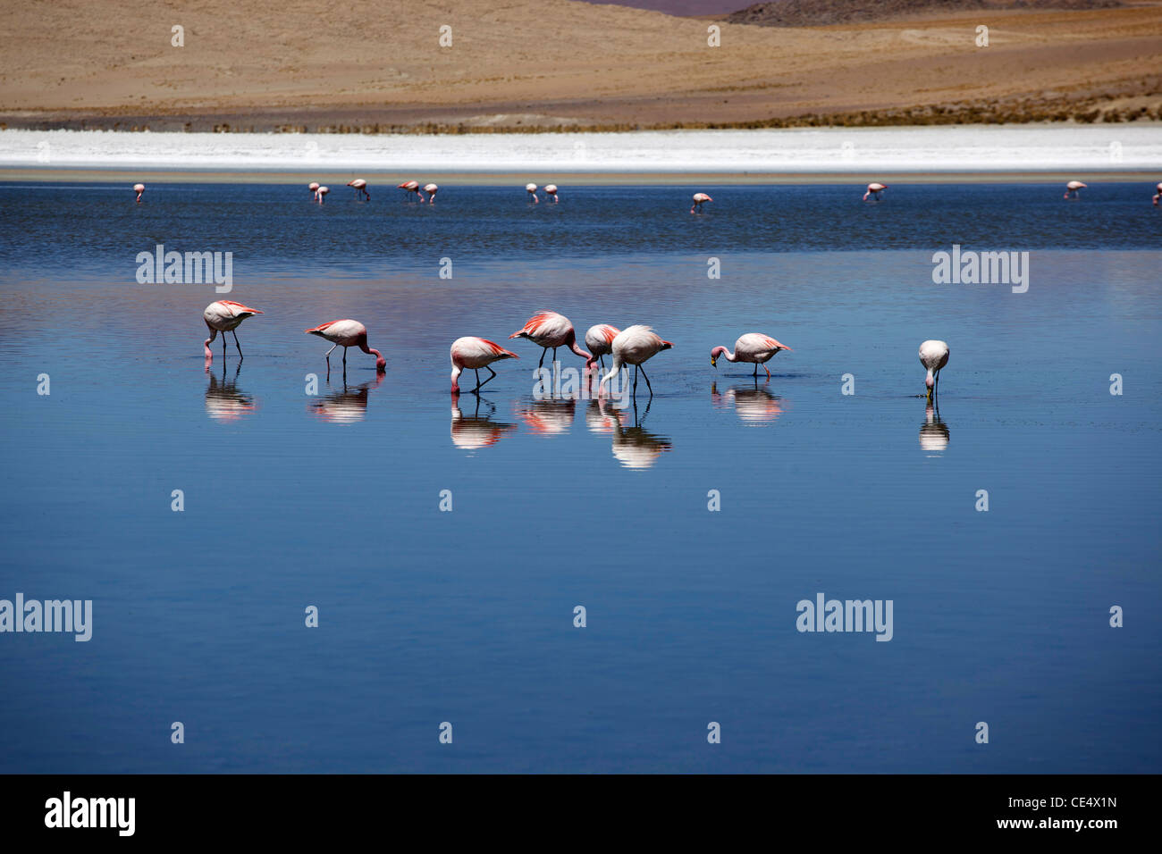 Andean flamingos on a high altitude lagoon near Bolivia's Salar de