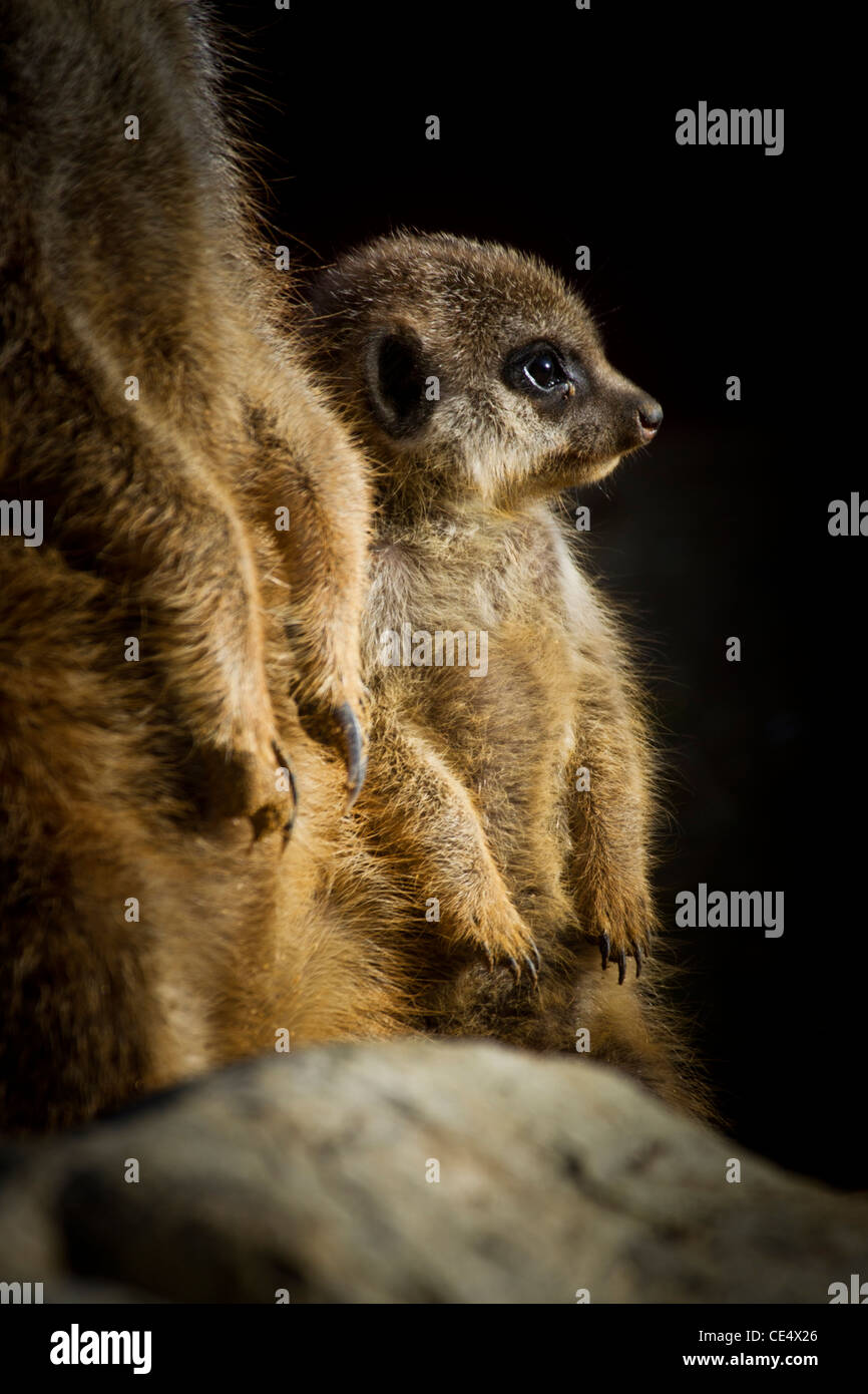 Baby Meerkat standing on lookout duty with Mum Stock Photo