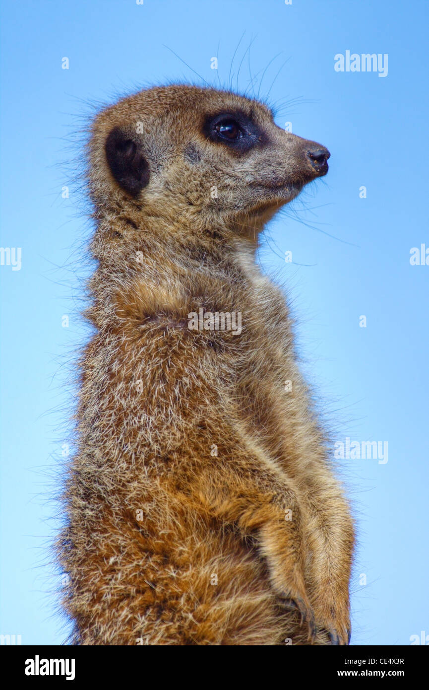Meerkat on lookout duty Stock Photo